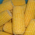 Nop EU Organic Frozen Sweet Corn on COB Whole/Cut Super Sweet From China